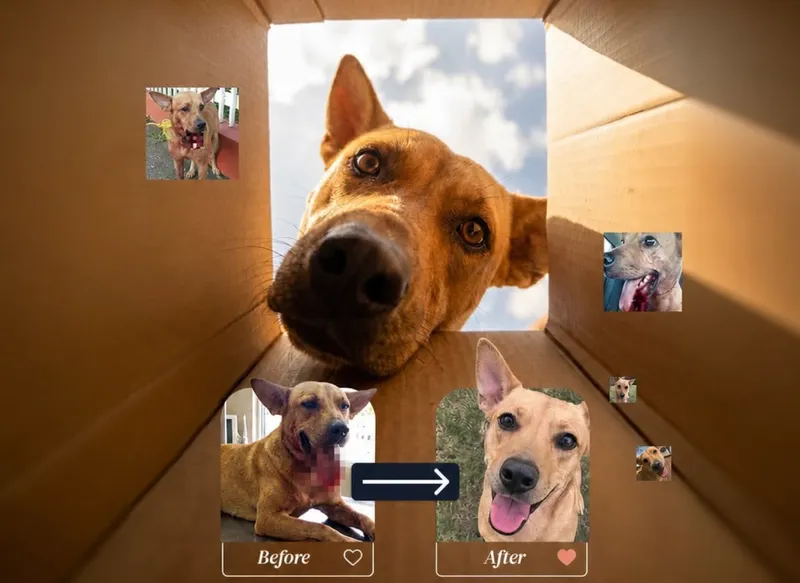 Abused street dog Benji before and after recovery inside box